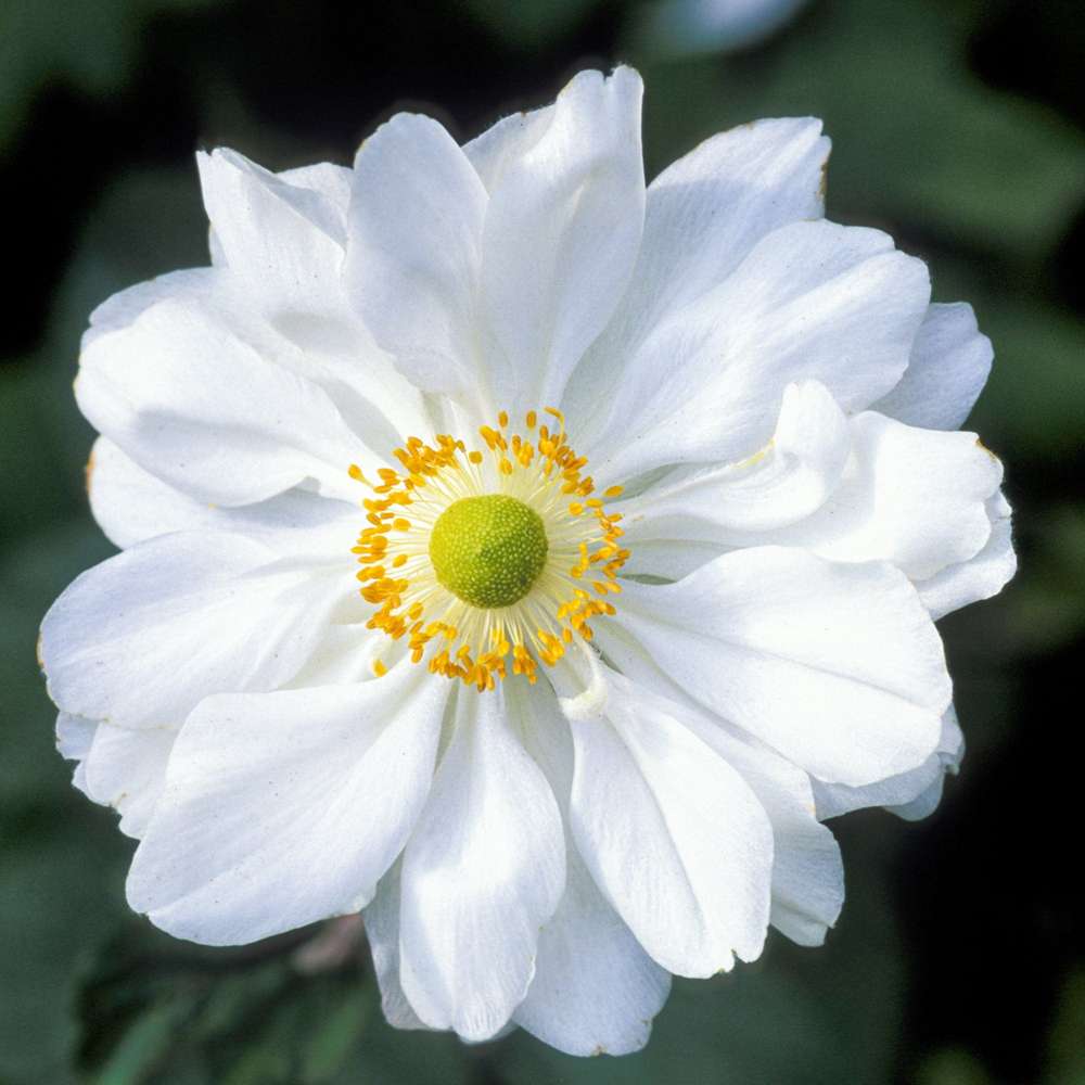 Høstanemone 'Whirlwind'